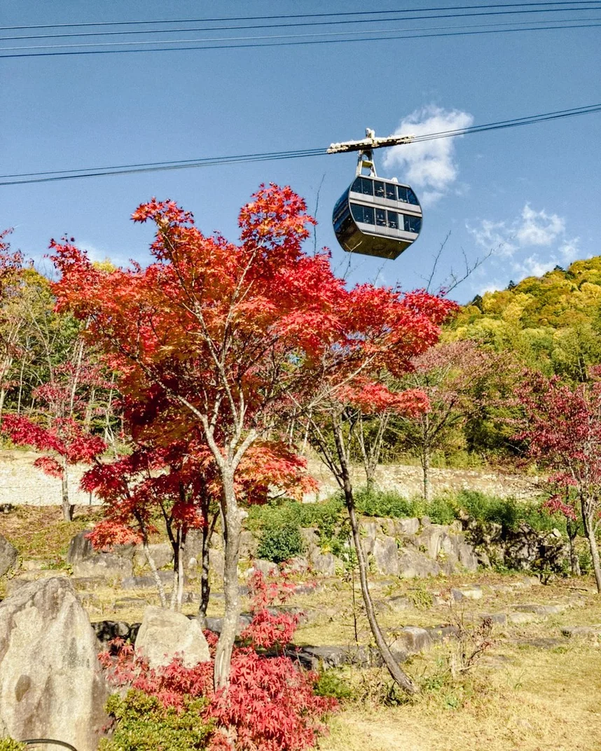 紅葉の木々の上を進む新穂高ロープウェイ